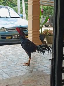 Ayam 
