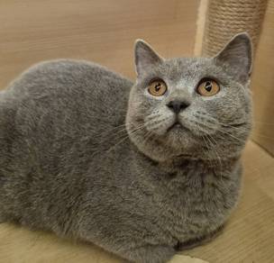 British short hair Blue cat for sale