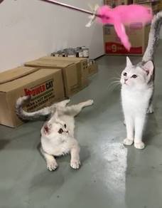 British Shorthair Silver kitten female