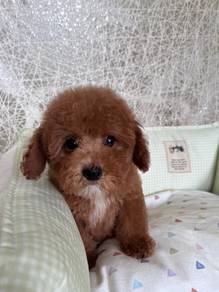 poodle