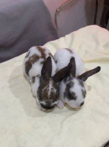 minirex rabbit