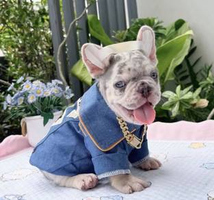 FRENCH BULLDOG PUPPIES 🌻VIP80 Boy ~ Girl