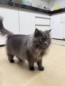 Turkish angora female blue cat