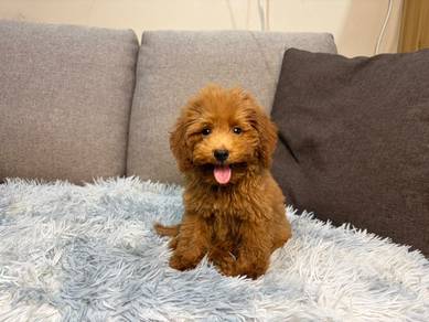 Toy poodle