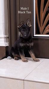 German shepherd puppies