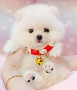 Pomeranian