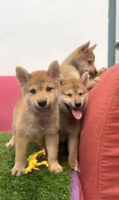 Shiba inu good quality