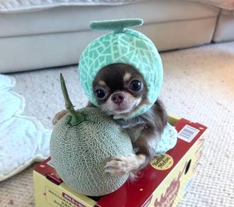 Chihuahua