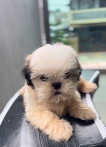 Shih Tzu