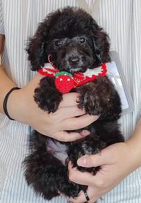 Poodle