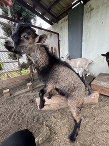 kambing pygmy jantan goat