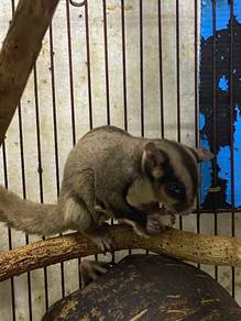 Sugar Glider