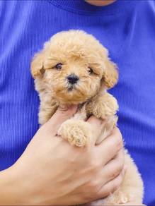 cavapoo available2