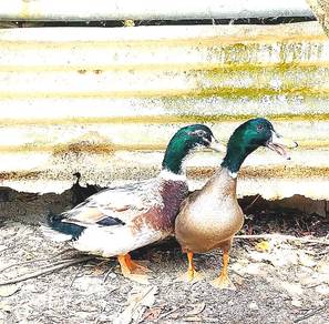 Itik mallard jantan