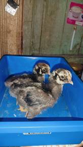 anak ayam silver wyandotte 