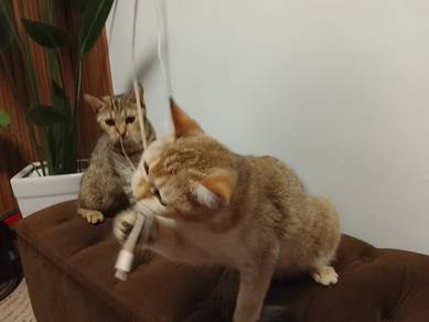 FREE bsh crossbreed