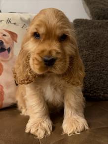 cocker spaniel puppies 10