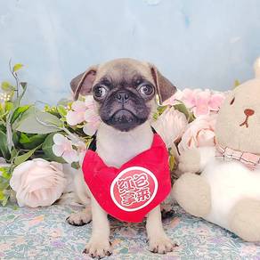 Pug