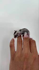 Sugar Glider Mosiac