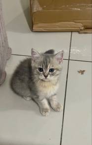 BSH grey (female) 