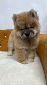 Chow Chow