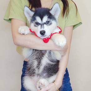 Wooly Husky