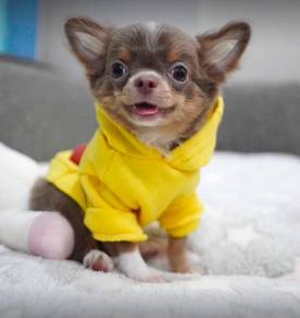 CHIHUAHUA PUPPIES VIP20🌷Head Apple Bonnie Dog