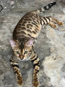 Bengal