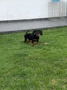 Pure Dachshund puppy