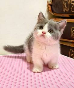 British shorthair munchkin 