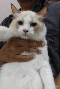 Purebreed Ragdoll Kitten Harga Bajet Below 2k