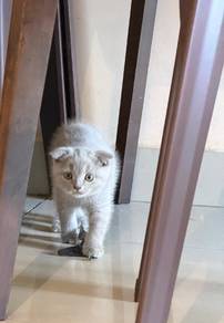 scottish fold lilac female
