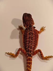 Bearded dragon