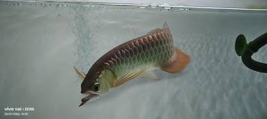 malaysia golden blue base 