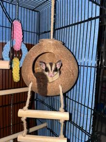 sugar glider
