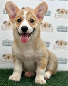 Welsh Corgi