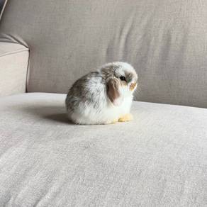 Holland lop bunny rabbit arnab