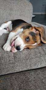 N9409 Innocent Beagle the cutest little playful pu