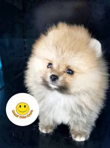 BAAS_9558 Tiny Pomeranian brown color pup