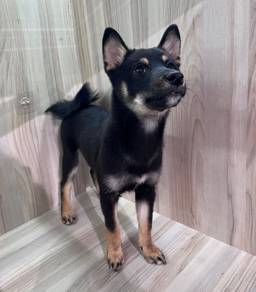Shiba Inu Dog For Sale