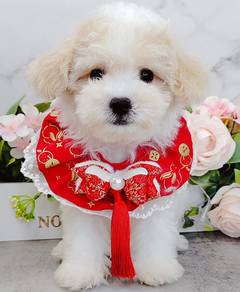 Maltipoo