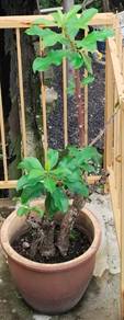 Medicinal plant 'Seven thorns'
