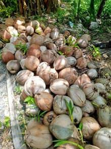 Buah Kelapa Tua