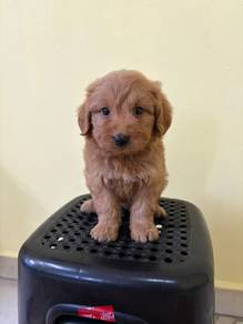 Maltipoo