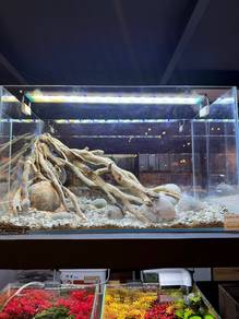 Aquarium 2ft Setup KL (Custom Aquascape)