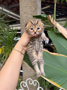 BSH tabby golden