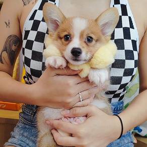 Corgi