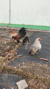 Japanese bantam cross