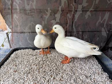 Call Duck