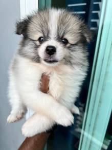 Pomeranian available.